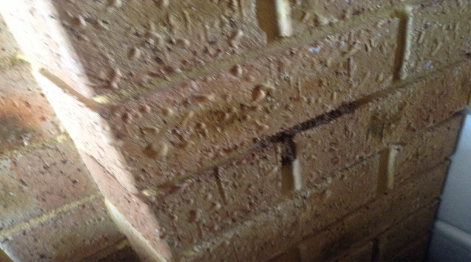 Termite mud tube exposed in bricks