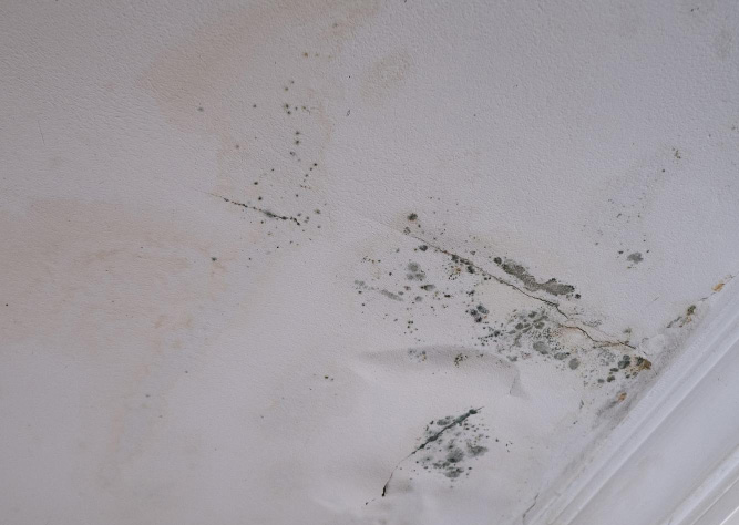 Mould Maintenance in your Home